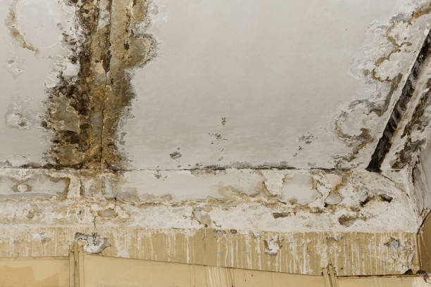 Best Mold Remediation for Healthcare Facilities  in Peaceful Valley, WA