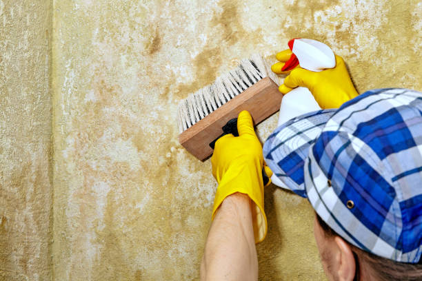 Best Mold Damage Restoration  in Peaceful Valley, WA